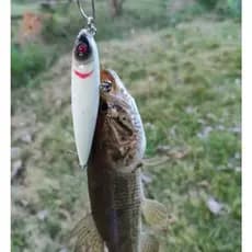 Isca Artificial Ação Zara Zarinha Para Pesca de Xareu , Traíra, Dourado, Aruanã, Tucunaré, Robalo