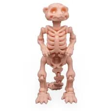 Suricate Articulado Brinquedo Esqueleto Fidget Fóssil Osso