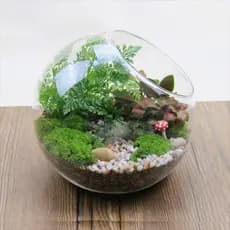 Vaso De Bola De Vidro Transparente  , De Borosilicato Oblíquo , Recipiente Para Plantas Suculentas