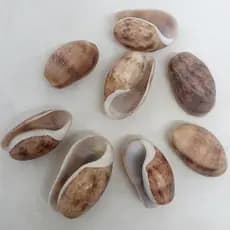 Conchas Marinhas Decorativas Naturais para artesanato