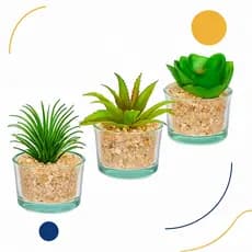 TRIO DE SUCULENTAS NO VASO DE VIDRO PARA DECORAÇÃO