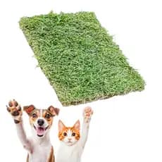 Refil Tapete Grama Refil Natural Higienico Pet Gato Cachorro 30x40cm