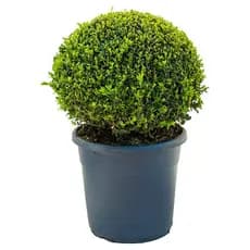 Buxinho Natural Buxus Sempervirens Planta Viva Ornamental 25 cm Jardim e Paisagismo