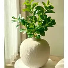 folhagem artificial 1 unidade Clusia 65cm sem o vaso