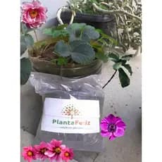 Adubo composto 100 % Natural CARVAO ATIVADO cinza cálcio Planta Feliz OFERTA