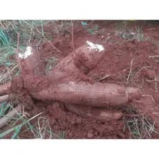 5 mudas mandioca amarela aipim gigante 19 kilos Horta sítio OFERTA