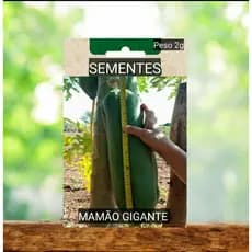 kit 10 sementes de Buxa gigante vegetal  sítio banho Roca plantar OFERTA