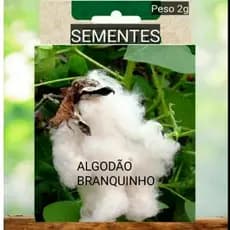 Kit SEMENTES ALGODÃO BRANQUINHO  plante vaso Jardim terra OFERTA