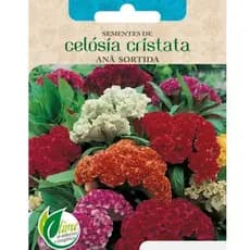 Super SEMENTES DE CRISTA DE GALO - CELOSIA CRISTATA SORTIDA ANA flor vaso jardim buquê