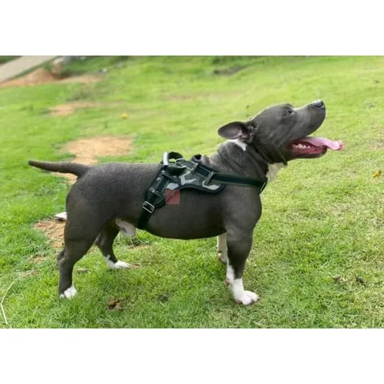 Coleira Peitoral Guia Com Amortecedor Peiteira Para Cachorros Grandes Labrador