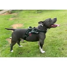 Coleira Peitoral Guia Com Amortecedor Peiteira Para Cachorros Grandes Labrador