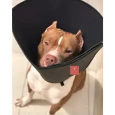 Colar Cirúrgico Cone Gatos E Cães Confortável Todos os Tamanhos