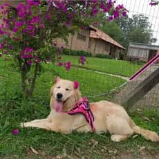 Peitoral Coleira Guia Com Amortecedor Anti Puxão Rosa Cão Pitbul Golden Rottwhailler Dalmata