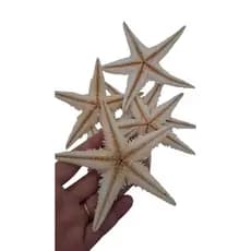ESTRELA DO MAR 🌟 LEGÍTIMA MÉDIA  ** UNIDADE **
