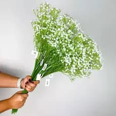 Galho Plantas Mosquitinhos 62cm Gypsophila Artificial P/ Decoração Casamento, Arranjos, Decorar Festas Branco - BH802260
