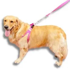 Coleira Peitoral e Guia com Amortecedor para Cachorro Grande Porte UzyPet Pink