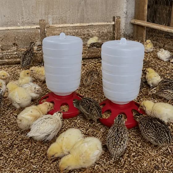 Kit 2 Comedouro Automático Para Aves Frangos Galinhas 1,5Kg Rosca
