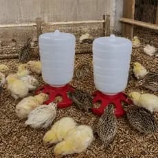 Kit 2 Comedouro Automático Para Aves Frangos Galinhas 1,5Kg Rosca