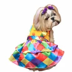 Roupa Pet Palhaça PomPom Modelo Fantasia festa carnaval festa junina cachorrinha femea