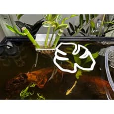Anel Alimentador para Peixes Formato Folha Monstera – Alimentação sem sujeira! 🐠✨