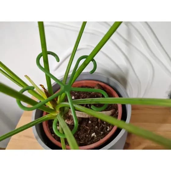 Grampos Ganchos  para Plantas Amarração Resistente Jardim orquideas sambambaia Organizado material reforçado