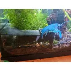 Caverna De Esconderijo De Canto De Aquário Para Peixes Pequenos Criação De Camarão Abrigo