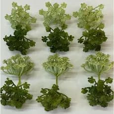 Suculenta Sedum Artificial novo cc6341