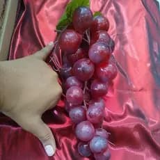 uva bolota artificial