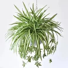 Clorofito (Chlorophytum) Artificial