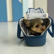 Bolsa Pet Luxo KebiPet com base firme/ Cama Pet