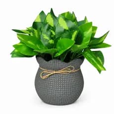 Planta Artificial Decorativa 15cm Sortida Com Vaso Folhagem Verde Para Mesa