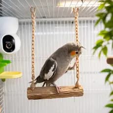 Poleiro Balanço para Aves | Brinquedo Interativo Anti-Stress para Pássaros | Conforto e Diversão