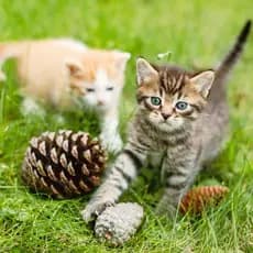 Kit 15 Pinhas Natural Para Decoração Natal Pascoa Artesanato Natalino Roedores Pet Calopsita Hamister