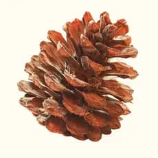 Kit 15 Pinhas Natural Para Decoração Natal Pascoa Artesanato Natalino Roedores Pet Calopsita Hamister
