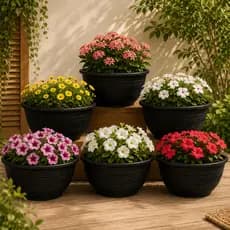 Kit 6 Vasos para Plantas Cuia 3,5 Litros Suculenta Rosa do Deserto
