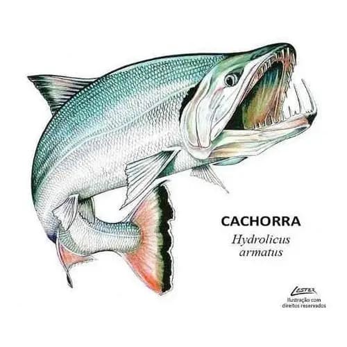 Pesca Kit De Decoração De Festa 10 Displays