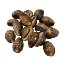 Buzios Africanos ,Natural Fechado Pacote 100g, Umbanda e Candomblé