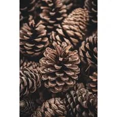 Pinha Natural Decorativa Para Aves Animais Roedores Enfeite Natal Pinhas 7 a 12 cm