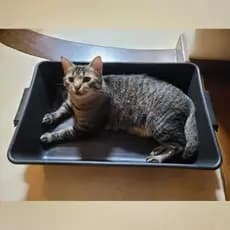 Caixa de Areia para Gato Grande - Caixa Areia Gato