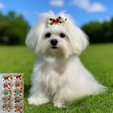 50 unidades Laços Pet tamanho M kit Banho Tosa Lacinho Pet Laço Luxo Acessórios para Cachorro