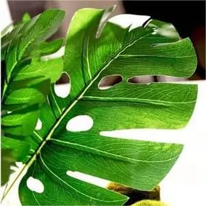 KIT 30 Folha Palmeira Artificial Verde Planta Para Decoração Promoções