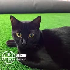 Tapete para Gatos - Grama Sintética para Gato - Pet