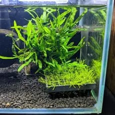 Gaiola Suporte Fixador de Musgo Aquário — Kit 2 Peças Encaixáveis Java Moss Christmas Moss Aquascape
