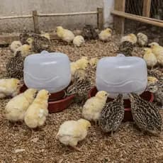 Bebedouro Para Aves Pequenas Automático Pendurável Pintinhos Codornas Pássaros Granja 1 Litro