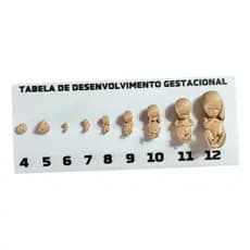 Tabela Gestacional Fetos Em 3d Plástico Cor Natural Com Base