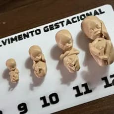 Tabela Gestacional Fetos Em 3d Plástico Cor Natural Com Base