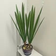 Folha de Orquídea 60cm Comprida Folha Verde Complemento para arranjos - ZH801667