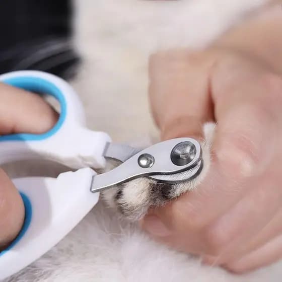 Cortador De Unhas Alicate Com Furo Para Gato Corte Preciso Evita Sangramento Aço Inoxidável Tesoura Sem Deslizamento Pássaros