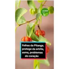 FOLHAS DE ACEROLA E DE PITANGA FRESCAS 10 gramas