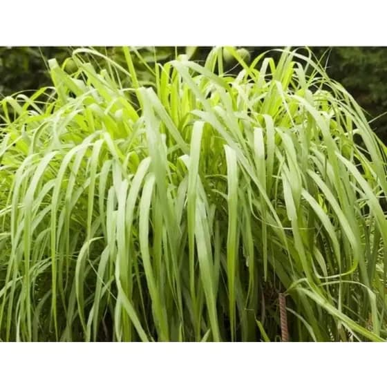 10 GRAMAS DE FOLHAS DE CAPIM CITRONELA